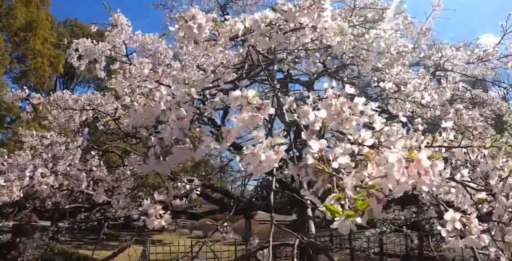 熊谷中央公園の祇園桜